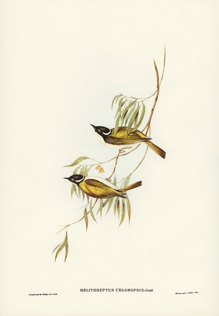 Swan River Miele (Melithreptus chloropsis) illustrato da Elizabeth Gould