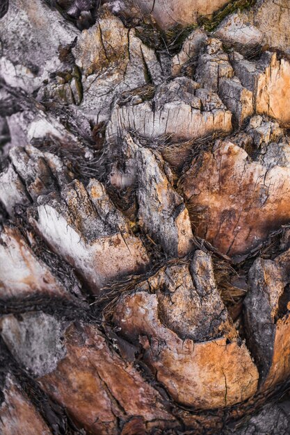 Tagli della vecchia corteccia d&#39;albero