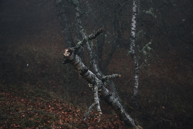 Taglia i rami degli alberi nella foresta in autunno