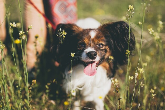 Tagliare? cane di razza papillon che cammina nell'erba