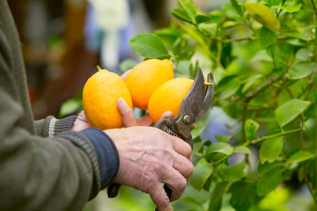 Taglio di limoni gialli.