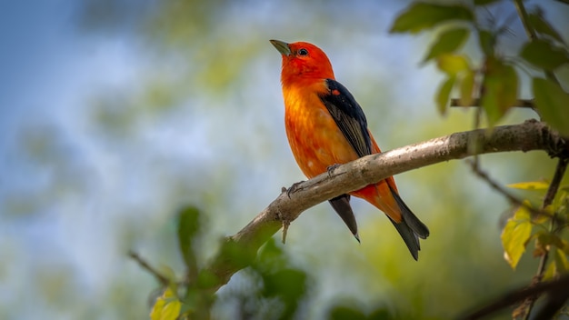 Tanager scarlatto su un ramo