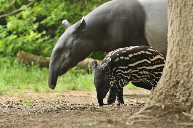 Tapiro malese con bambino nell'habitat naturale