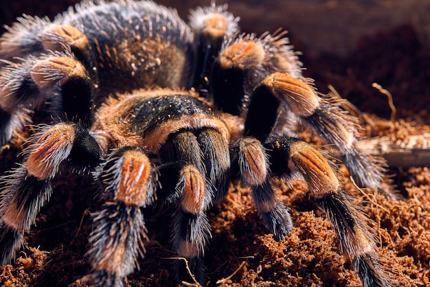 Tarantola messicana al ginocchio rosso