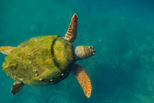 Tartaruga di mare verde adulta con guscio ricoperto di alghe animali del Mar Mediterraneo Tartaruga Caretta caretta fuoco selettivo vista dall'alto