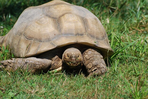 Tartaruga gigante con un guscio duro in natura