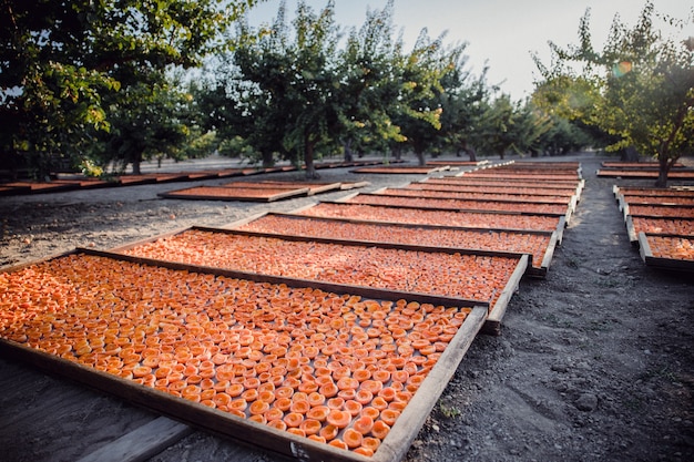 Tegole marroni vicino agli alberi verdi durante il giorno