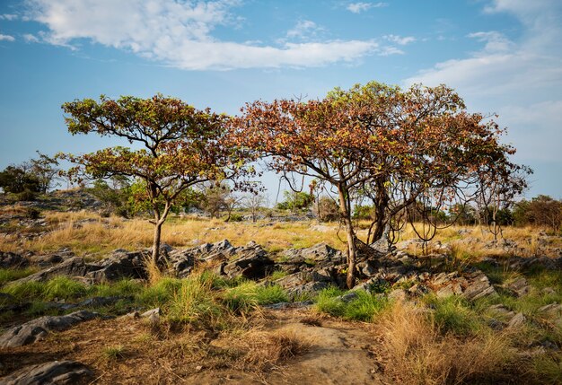 Tempo libero del posto della natura della roccia dell&#39;albero del campo