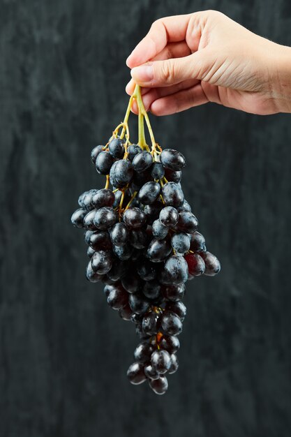 Tenendo un grappolo d'uva nera sulla superficie scura