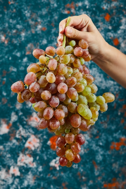 Tenendo un grappolo d'uva rossa sulla superficie blu