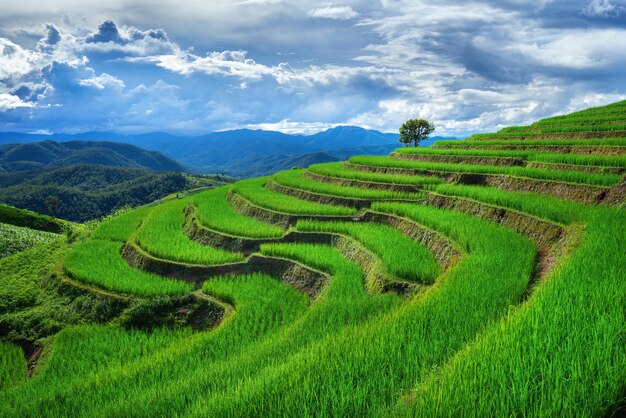 Terrazza di riso al Ban pa bong piang a Chiang Mai, Thailandia.