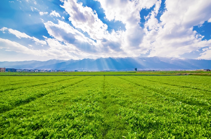 Foto gratuito terreni agricoli