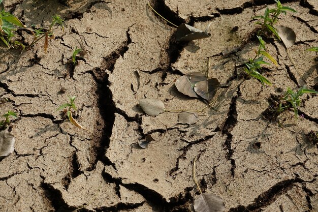 Terreno asciutto e incrinato