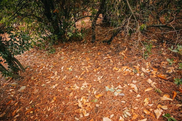 Terreno autunnale nella foresta