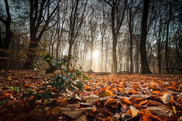 Terreno coperto di foglie secche circondato da alberi sotto la luce del sole in una foresta in autunno