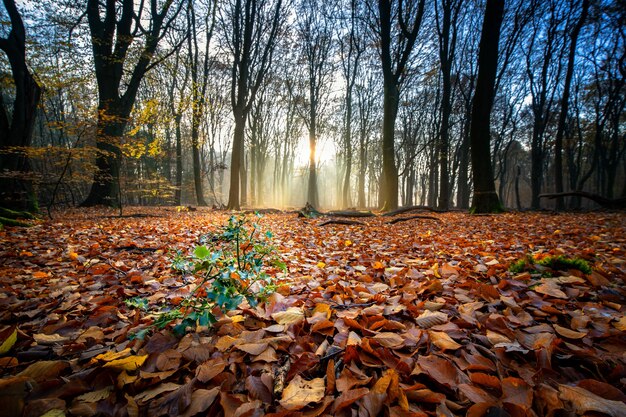 Terreno coperto di foglie secche circondato da alberi sotto la luce del sole in una foresta in autunno