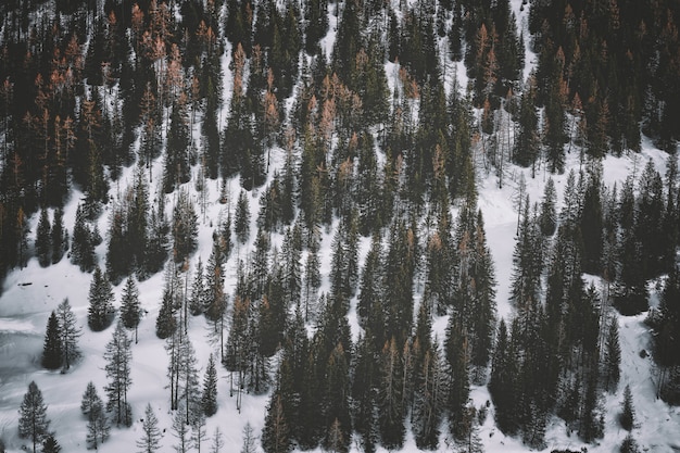 Terreno coperto di neve con alberi di pino