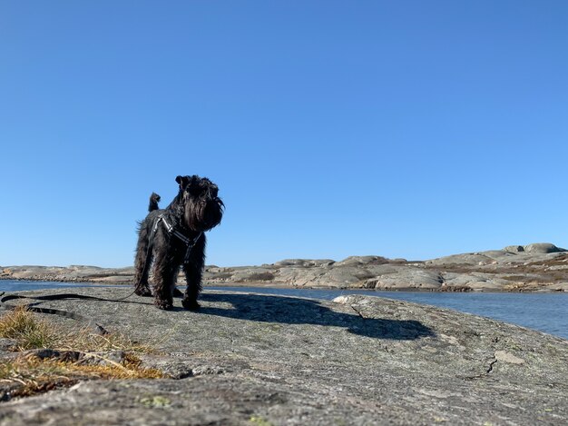 Terrier nero sveglio e la sua ombra in piedi su una roccia accanto a un fiume sotto un cielo blu chiaro