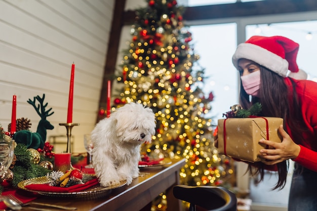 Terrier su una tavola di Natale, una ragazza sta al lato e tiene un regalo