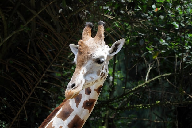 Testa del primo piano animale del primo piano della giraffa