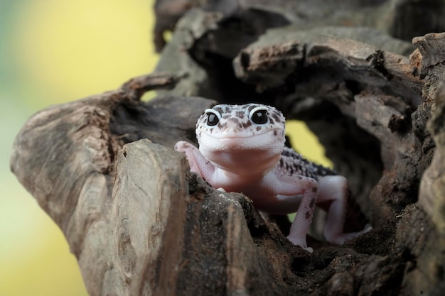 Testa del primo piano del geckol del leopardo su legno