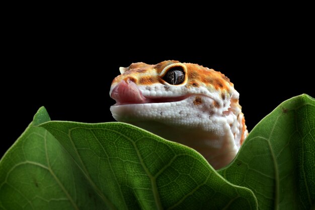 Testa del primo piano del geco di Leaopard Gecko che si nasconde dietro il geco del primo piano delle foglie verdi