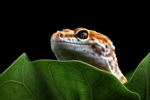 Testa del primo piano del geco leopardo Gecko che si nasconde dietro le foglie verdi