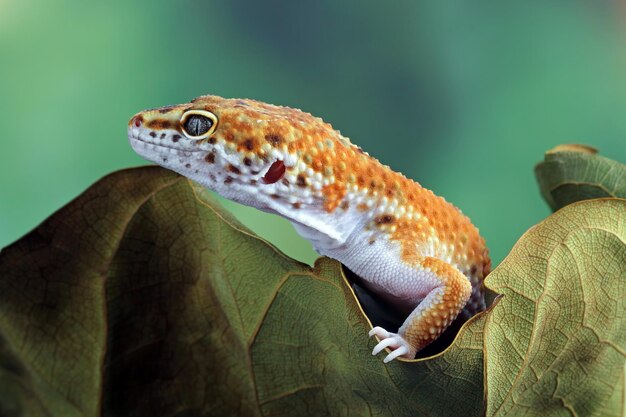 Testa del primo piano del geco leopardo Gecko che si nasconde sulle foglie secche