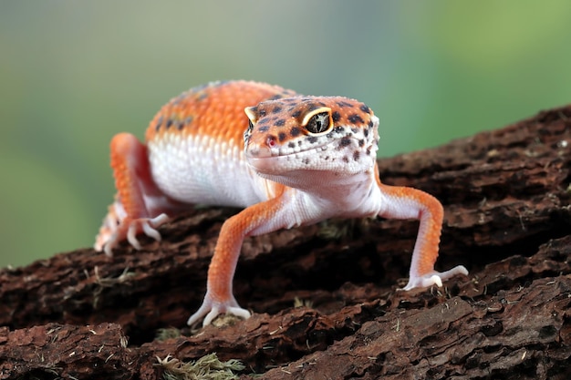 Testa del primo piano del geco leopardo su legno geco leopardo cerca preda