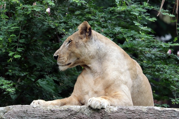 Testa del primo piano del leone africano femminile Faccia del primo piano del leone africano