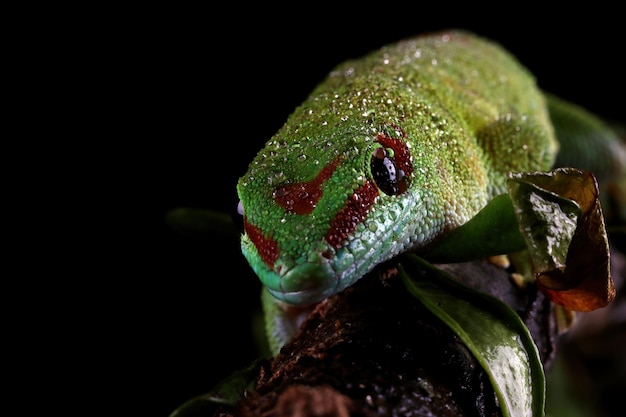 Testa del primo piano del Madagascariensis su sfondo nero Testa del primo piano del geco Madagascariensis