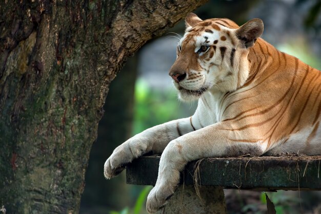 Testa del primo piano della tigre d'oro. Primo piano della tigre del tabby dorato