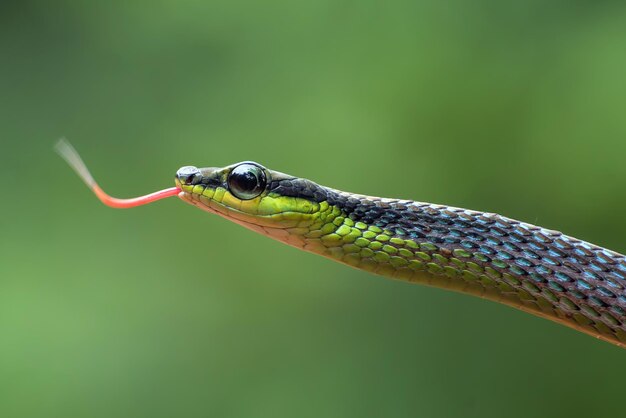 Testa del primo piano Dendrelaphis formosus serpente Dendrelaphis formosus serpente cloesup