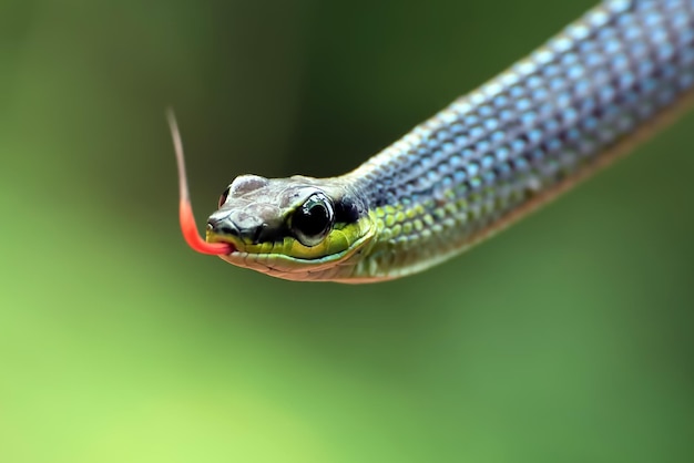 Testa del primo piano Dendrelaphis formosus serpente Dendrelaphis formosus serpente cloesup