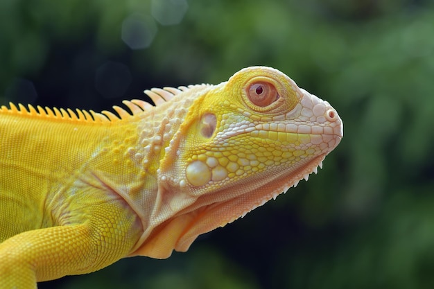 Testa del primo piano giallo dell'iguana con sfondo naturale