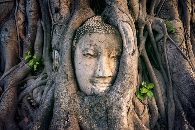 Testa di Buddha in albero di fico a Wat Mahathat, parco storico di Ayutthaya, Thailandia.