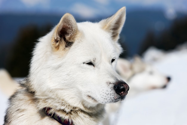 Testa di cane husky con gli occhi azzurri