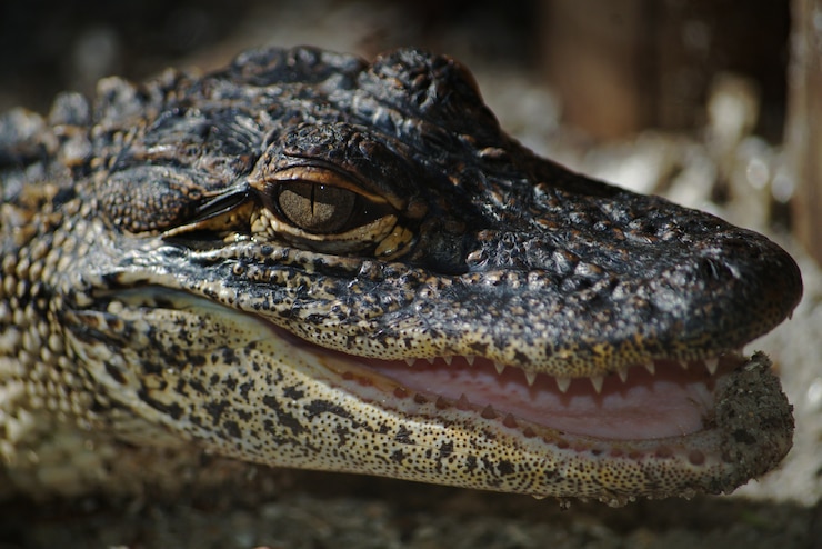 Foto gratuito testa di coccodrillo che guarda in modo aggressivo