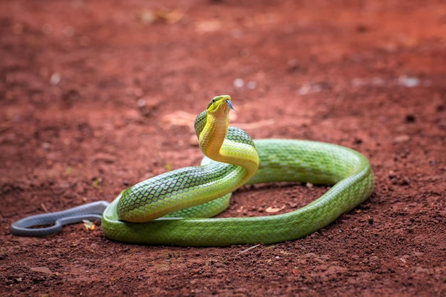 Testa di serpente Gonyosoma Serpente verde gonyosoma guardandosi intorno