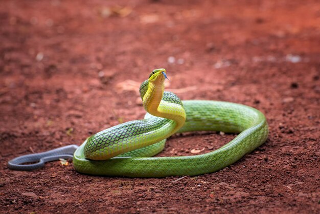 Testa di serpente Gonyosoma Serpente verde gonyosoma guardandosi intorno