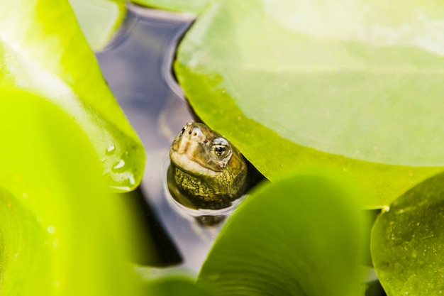 Testa di tartaruga fuori dall&#39;acqua tra le foglie di loto