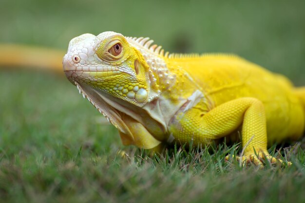 Testa gialla del primo piano dell'iguana