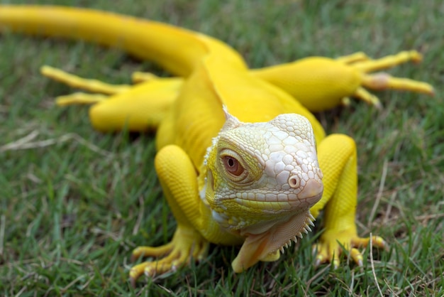 Testa gialla del primo piano dell'iguana