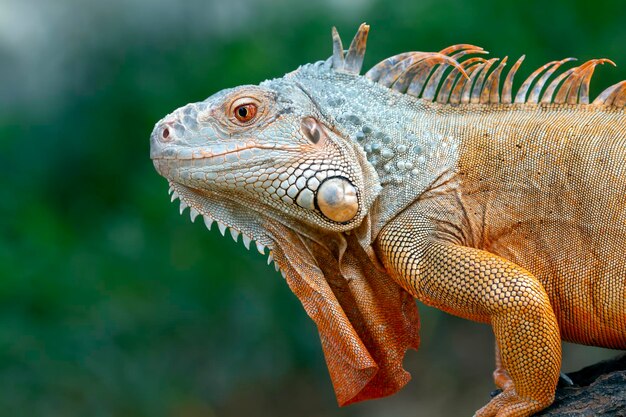 Testa rossa del primo piano dell'iguana su legno Primo piano rosso dell'iguana