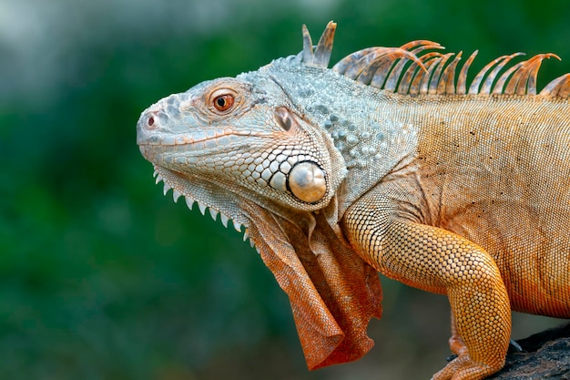 Testa rossa del primo piano dell'iguana su legno Primo piano rosso dell'iguana