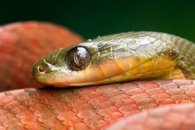 Testa rossa di vista laterale del serpente di boiga Primo piano rosso della boiga con la rugiada sul primo piano dell'animale della testa