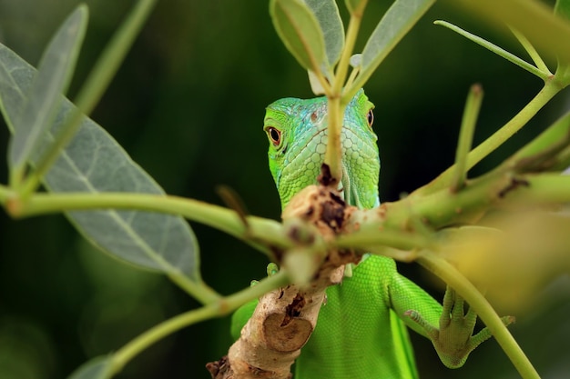 Testa verde del primo piano dell'iguana Primo piano verde dell'iguana