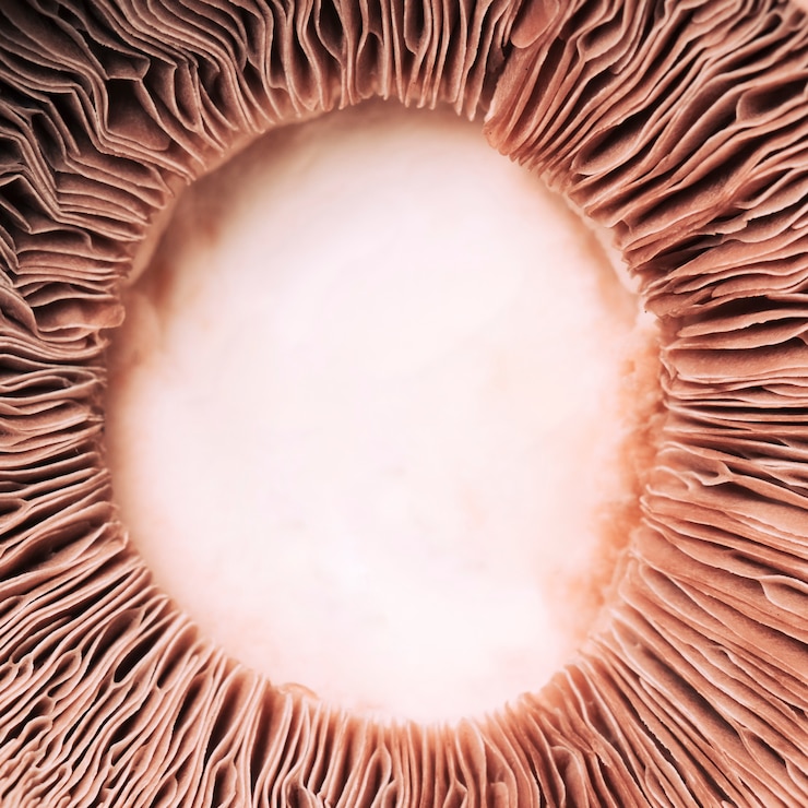 Foto gratuito testura di macro funghi
