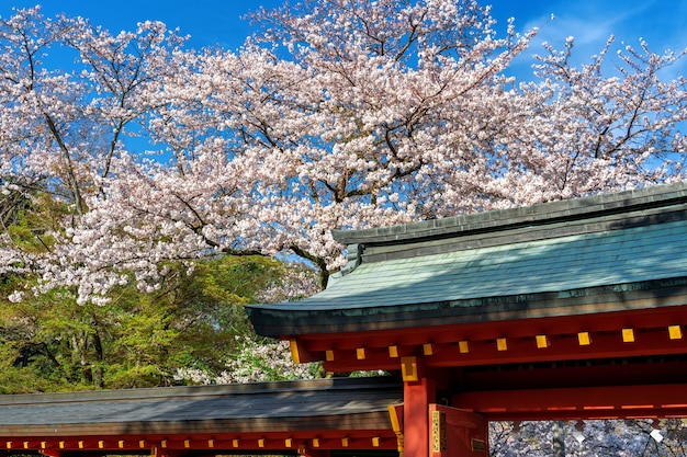 Tetto del tempio e fiori di ciliegio in primavera, Giappone.