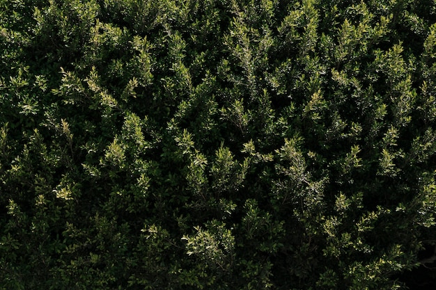 Texture della vegetazione naturale